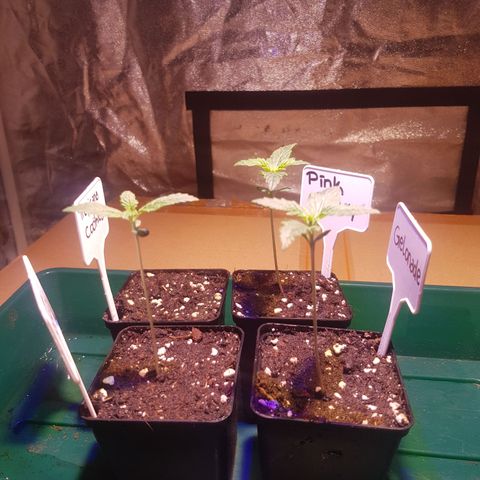 Pink Rozay #1 growlog timeline photo