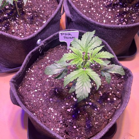 Pink Rozay #1 growlog timeline photo
