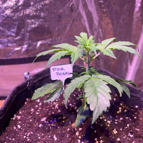 Pink Rozay #1 growlog timeline photo