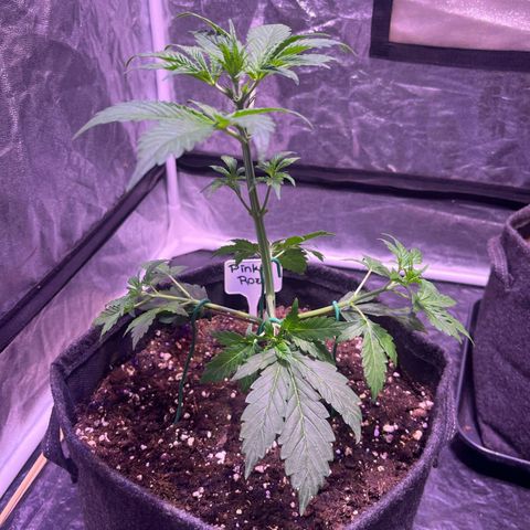 Pink Rozay #1 growlog timeline photo