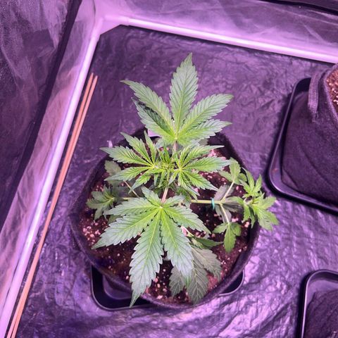 Pink Rozay #1 growlog timeline photo