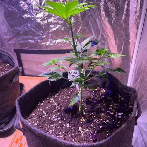 Pink Rozay #1 growlog timeline photo