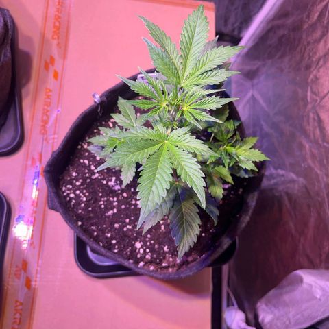 Pink Rozay #1 growlog timeline photo