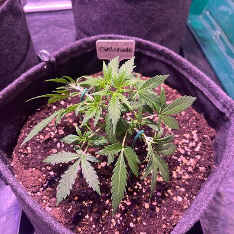 Gelonade  growlog timeline photo