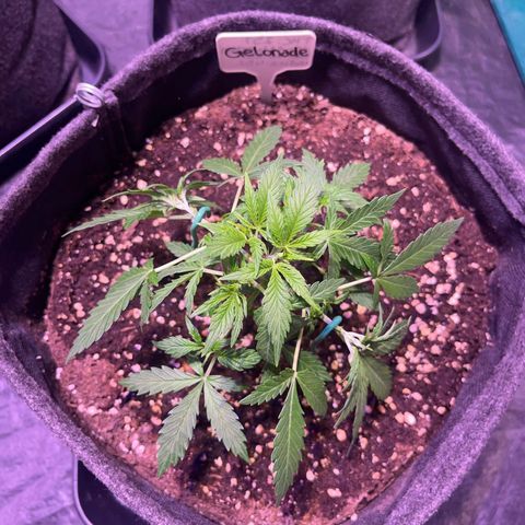 Gelonade  growlog timeline photo