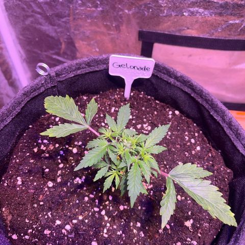 Gelonade  growlog timeline photo
