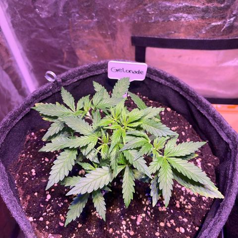 Gelonade  growlog timeline photo