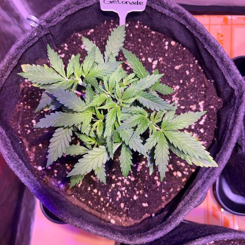 Gelonade  growlog timeline photo