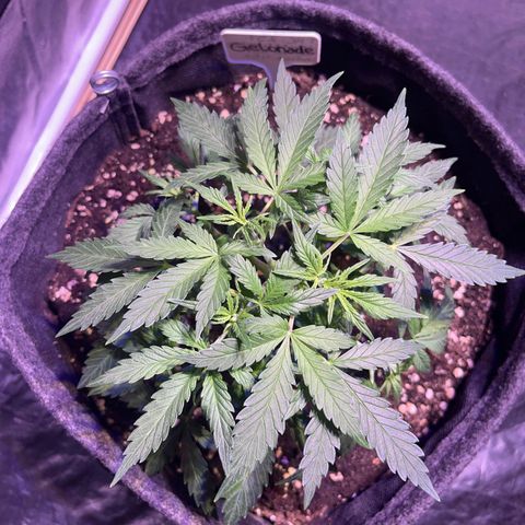 Gelonade  growlog photo: Vorher
