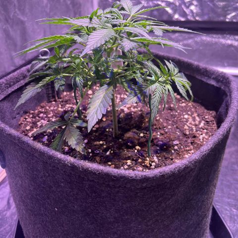 Gelonade  growlog photo: Vorher