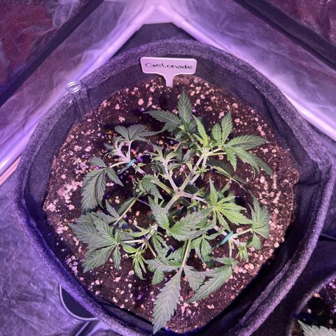 Gelonade  growlog photo: Nachher 