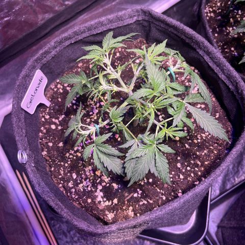 Gelonade  growlog photo: Nachher 
