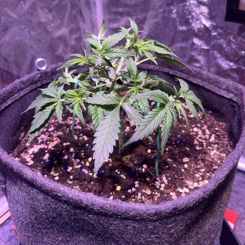 Gelonade  growlog photo: Nachher 
