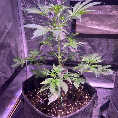 Pink Rozay #1 growlog photo: Vorher