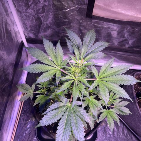 Pink Rozay #1 growlog photo: Vorher