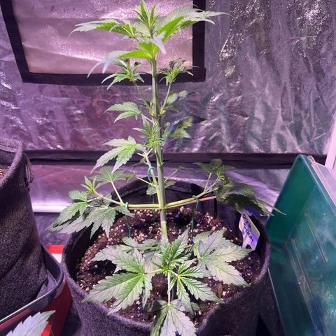 Pink Rozay #1 growlog photo: Nachher