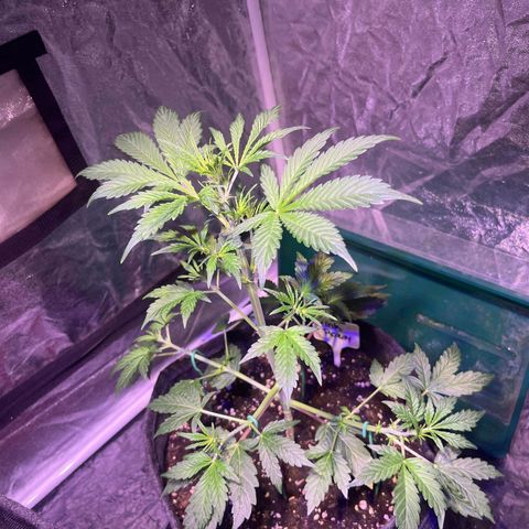 Pink Rozay #1 growlog photo: Nachher