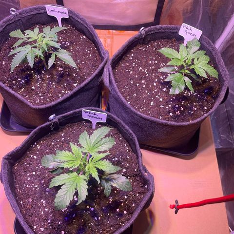 Pink Rozay #2 growlog timeline photo