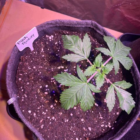 Pink Rozay #2 growlog photo: Topping nach der 4. Nodie