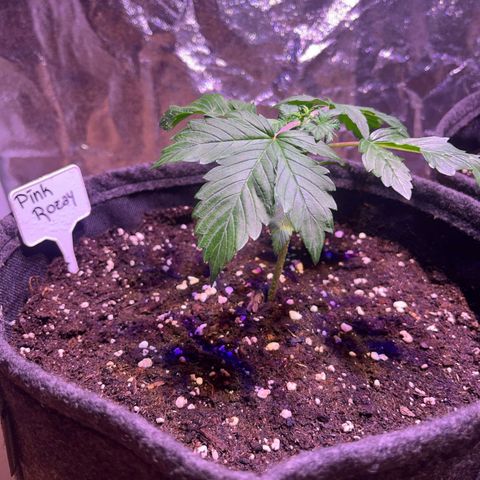 Pink Rozay #2 growlog timeline photo
