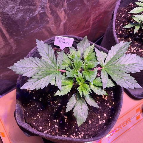 Pink Rozay #2 growlog timeline photo