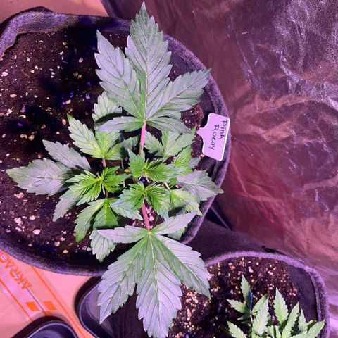 Pink Rozay #2 growlog timeline photo