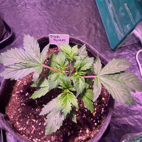 Pink Rozay #2 growlog timeline photo