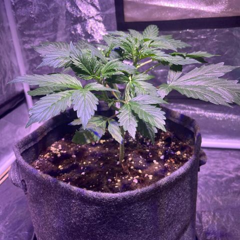 Pink Rozay #2 growlog photo: Vorher