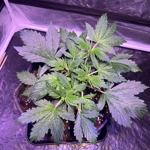 Pink Rozay #2 growlog photo: Vorher