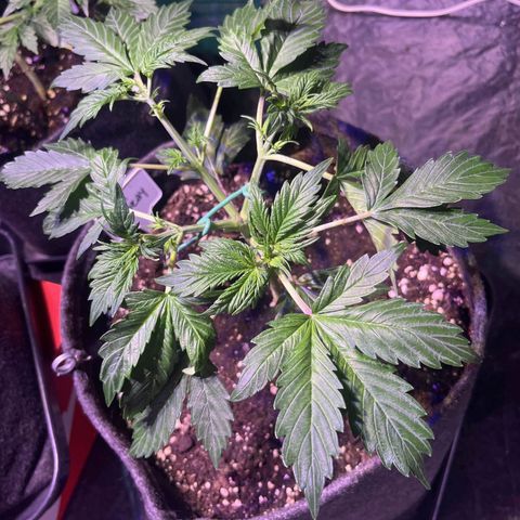 Pink Rozay #2 growlog photo: Nachher