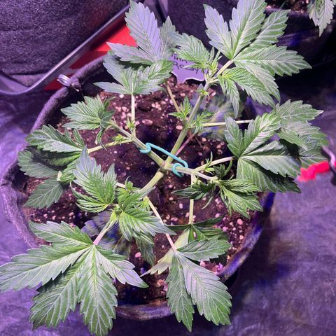 Pink Rozay #2 growlog photo: Nachher
