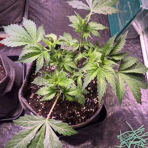 Pink Rozay #2 growlog timeline photo
