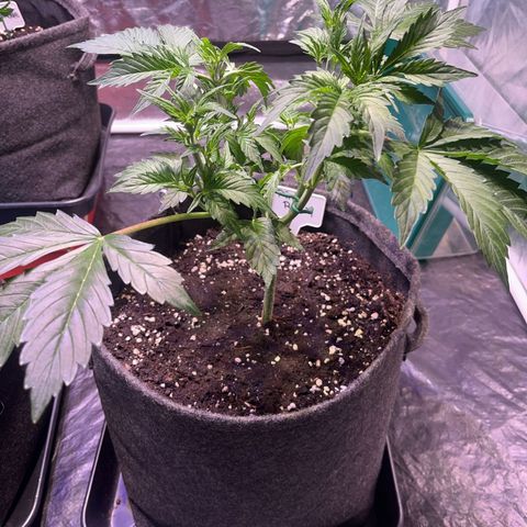 Pink Rozay #2 growlog timeline photo