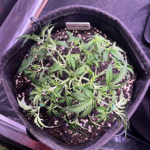 Gelonade  growlog timeline photo