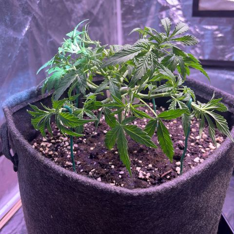 Gelonade  growlog timeline photo
