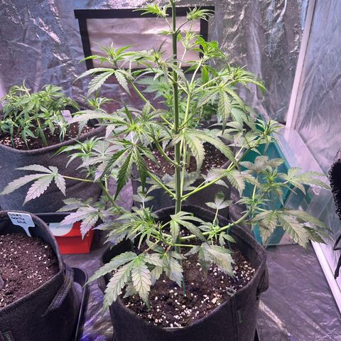 Pink Rozay #1 growlog timeline photo