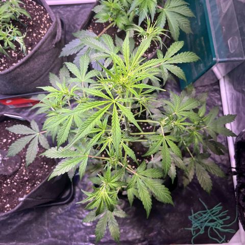 Pink Rozay #1 growlog timeline photo