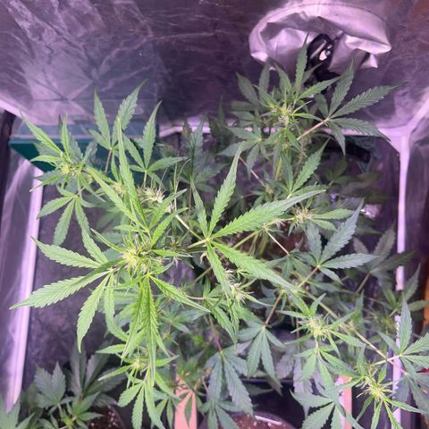 Pink Rozay #1 growlog timeline photo