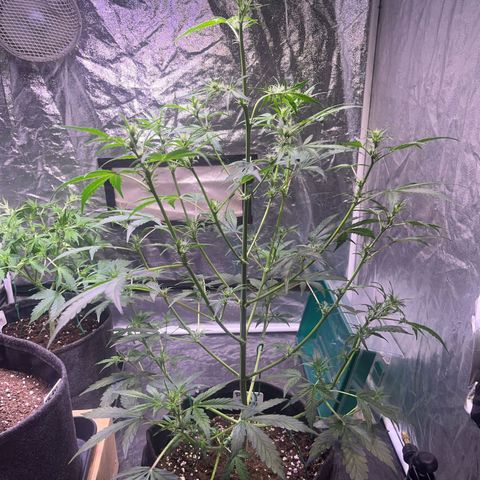 Pink Rozay #1 growlog timeline photo