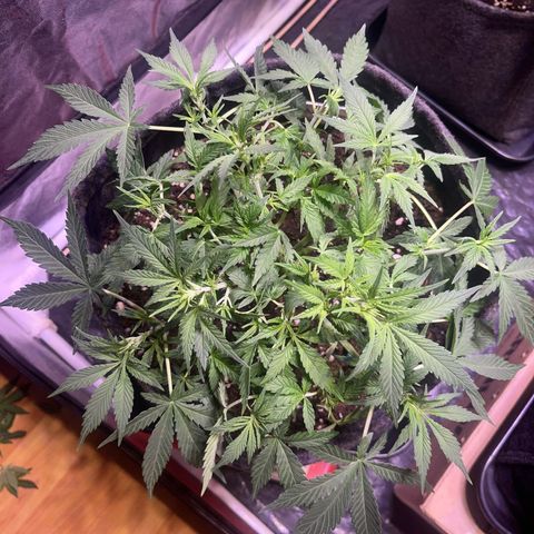 Gelonade  growlog timeline photo