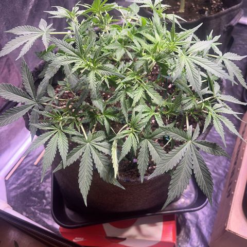 Gelonade  growlog timeline photo