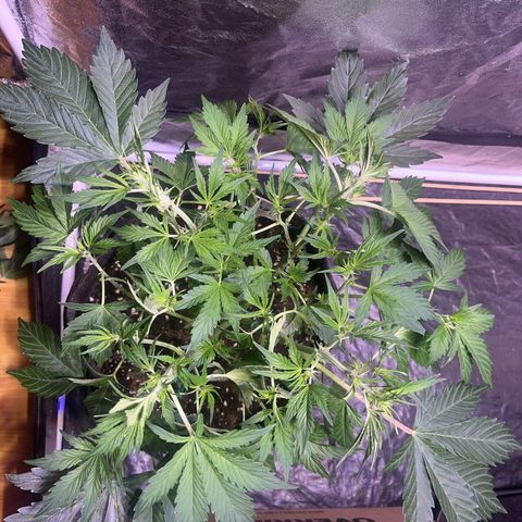 Pink Rozay #2 growlog timeline photo