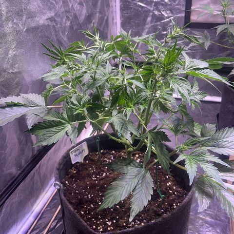 Pink Rozay #2 growlog timeline photo