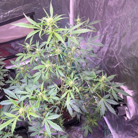 Pink Rozay #1 growlog timeline photo