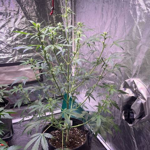 Pink Rozay #1 growlog timeline photo