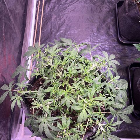 Gelonade  growlog timeline photo