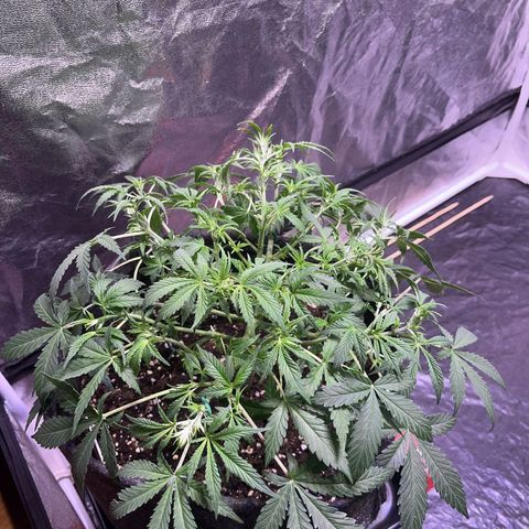 Gelonade  growlog timeline photo