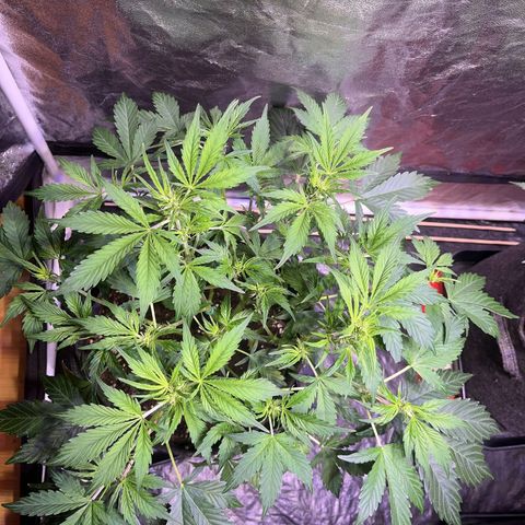 Pink Rozay #2 growlog timeline photo