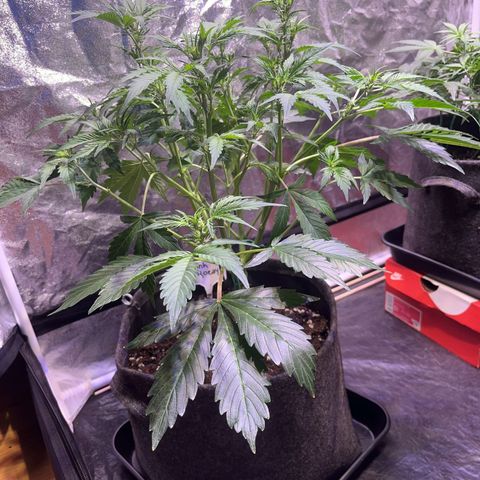 Pink Rozay #2 growlog timeline photo