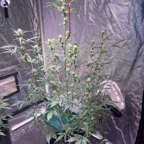 Pink Rozay #1 growlog timeline photo